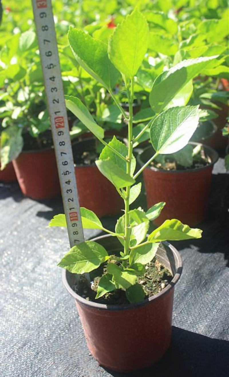 扶桑花盆栽绿植带花苞木槿花苗四季开花朱瑾花阳台开花