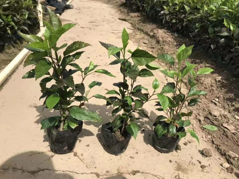 扶桑花盆栽绿植带花苞木槿花苗四季开花朱瑾花阳台开花