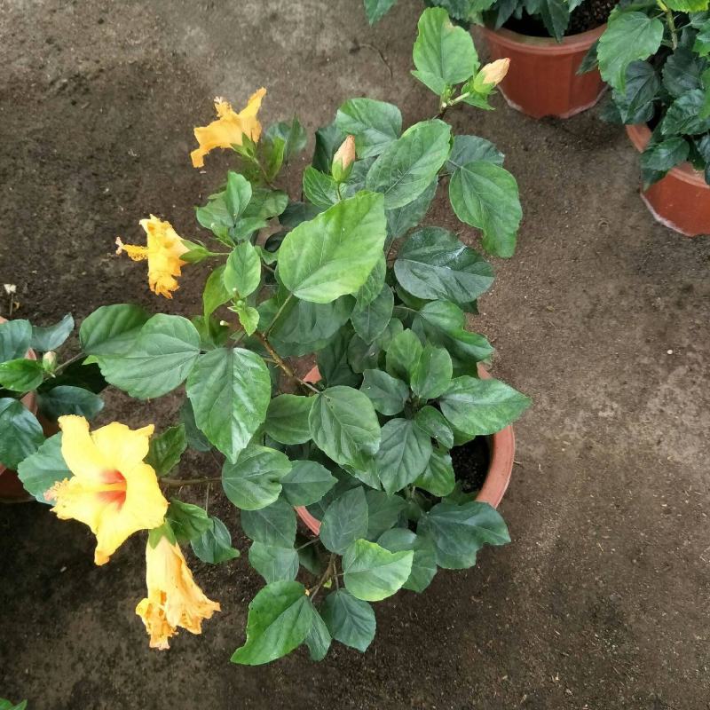扶桑花盆栽绿植带花苞木槿花苗四季开花朱瑾花阳台开花