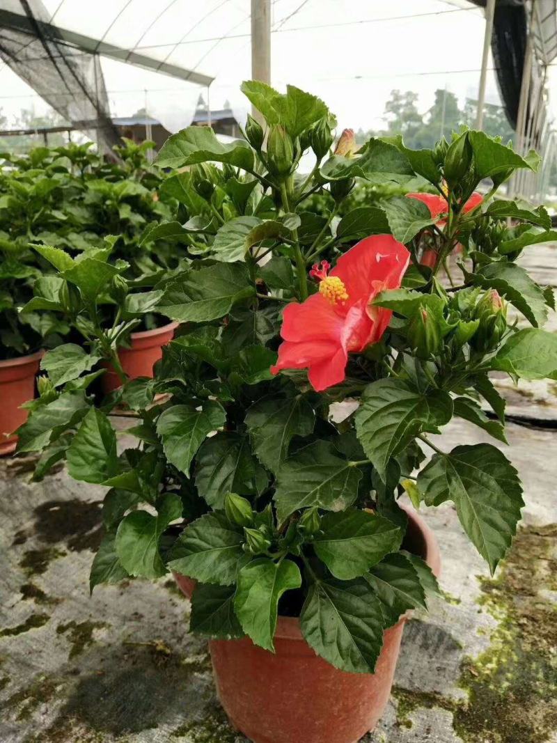 扶桑花盆栽绿植带花苞木槿花苗四季开花朱瑾花阳台开花