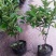 含笑花盆栽树苗庭院阳台四季开花浓香型花卉观花植物四季常青