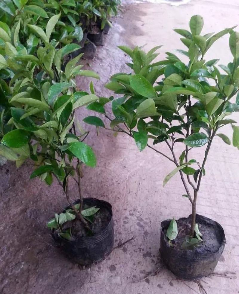 含笑花盆栽树苗庭院阳台四季开花浓香型花卉观花植物四季常青