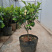含笑花盆栽树苗庭院阳台四季开花浓香型花卉观花植物四季常青