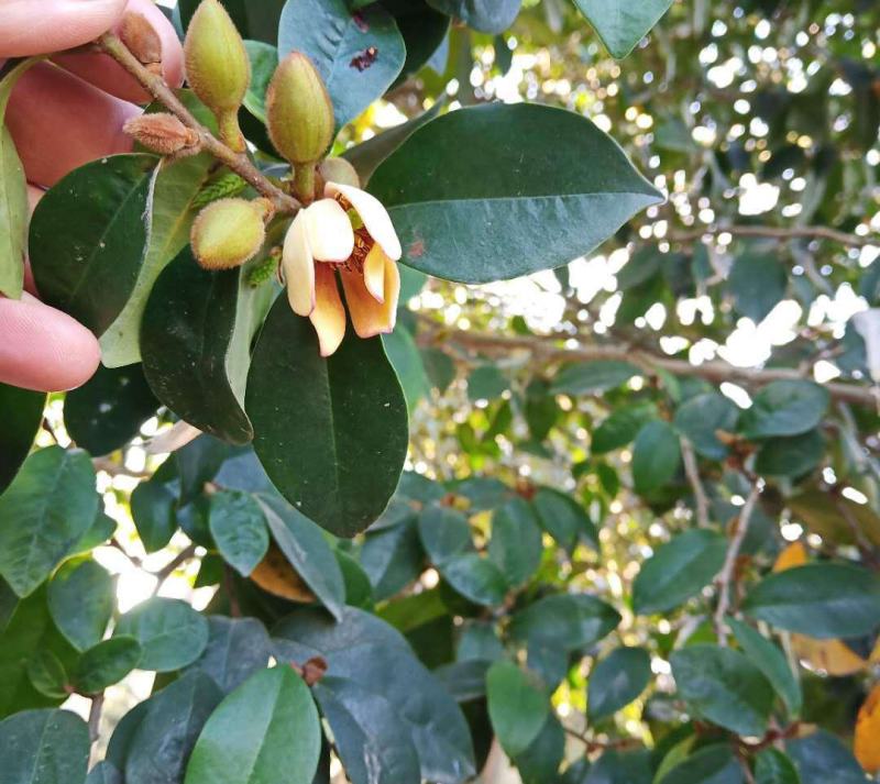 含笑花盆栽树苗庭院阳台四季开花浓香型花卉观花植物四季常青