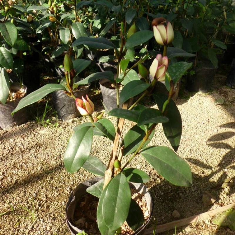 含笑花盆栽树苗庭院阳台四季开花浓香型花卉观花植物四季常青