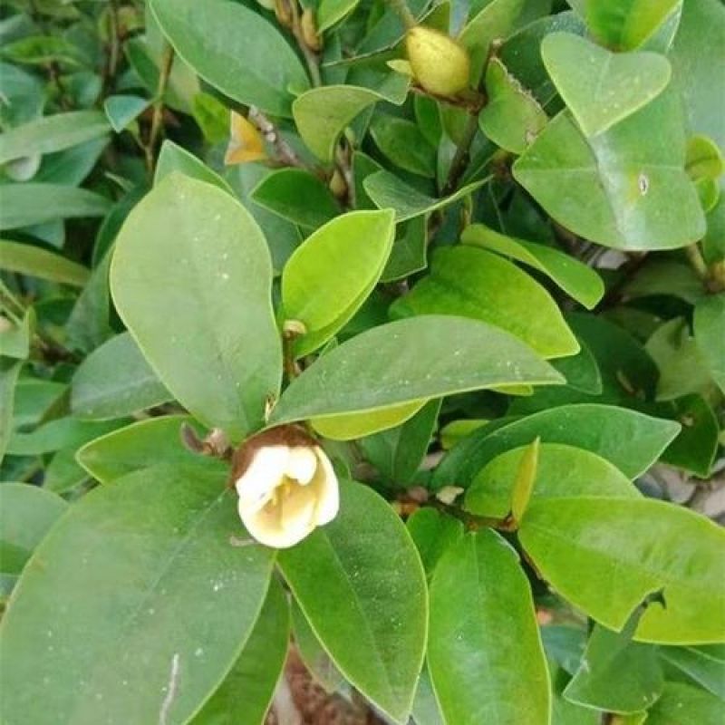 含笑花盆栽树苗庭院阳台四季开花浓香型花卉观花植物四季常青