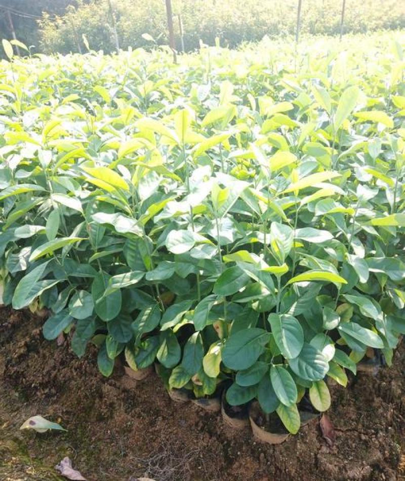 含笑花盆栽树苗庭院阳台四季开花浓香型花卉观花植物四季常青