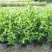 含笑花盆栽树苗庭院阳台四季开花浓香型花卉观花植物四季常青