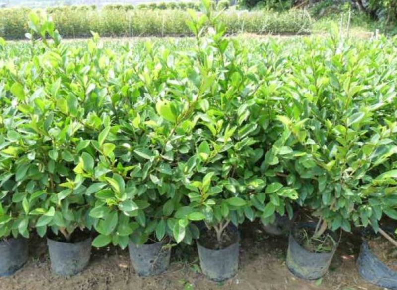 含笑花盆栽树苗庭院阳台四季开花浓香型花卉观花植物四季常青