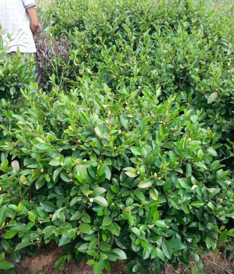 含笑花盆栽树苗庭院阳台四季开花浓香型花卉观花植物四季常青