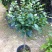 含笑花盆栽树苗庭院阳台四季开花浓香型花卉观花植物四季常青