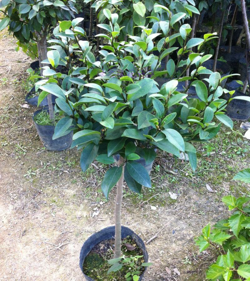 含笑花盆栽树苗庭院阳台四季开花浓香型花卉观花植物四季常青