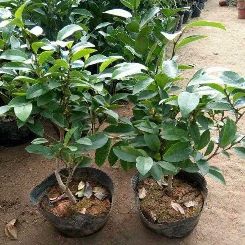 含笑花盆栽树苗庭院阳台四季开花浓香型花卉观花植物四季常青
