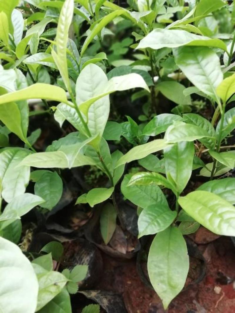 含笑花盆栽树苗庭院阳台四季开花浓香型花卉观花植物四季常青
