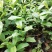 含笑花盆栽树苗庭院阳台四季开花浓香型花卉观花植物四季常青
