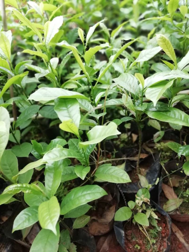 含笑花盆栽树苗庭院阳台四季开花浓香型花卉观花植物四季常青