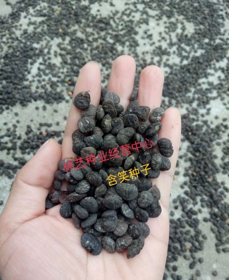 含笑树种子深山含笑种子又名含笑花种子乐昌含笑种子