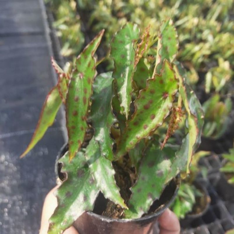 秋刀鱼秋海棠网红盆栽室内观叶植物办公室北欧风阳台花卉庭院