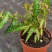 秋刀鱼秋海棠网红盆栽室内观叶植物办公室北欧风阳台花卉庭院