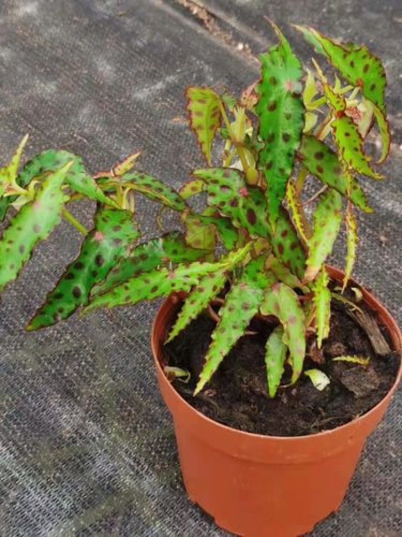 秋刀鱼秋海棠网红盆栽室内观叶植物办公室北欧风阳台花卉庭院