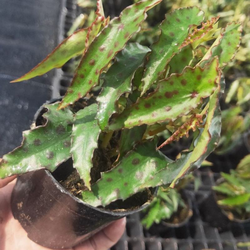 秋刀鱼秋海棠网红盆栽室内观叶植物办公室北欧风阳台花卉庭院