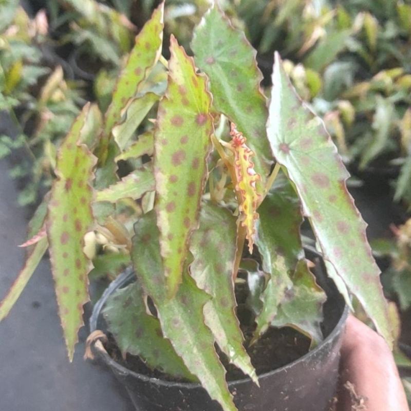 秋刀鱼秋海棠网红盆栽室内观叶植物办公室北欧风阳台花卉庭院