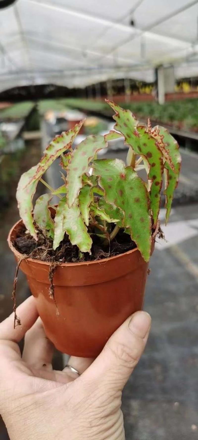 秋刀鱼秋海棠网红盆栽室内观叶植物办公室北欧风阳台花卉庭院