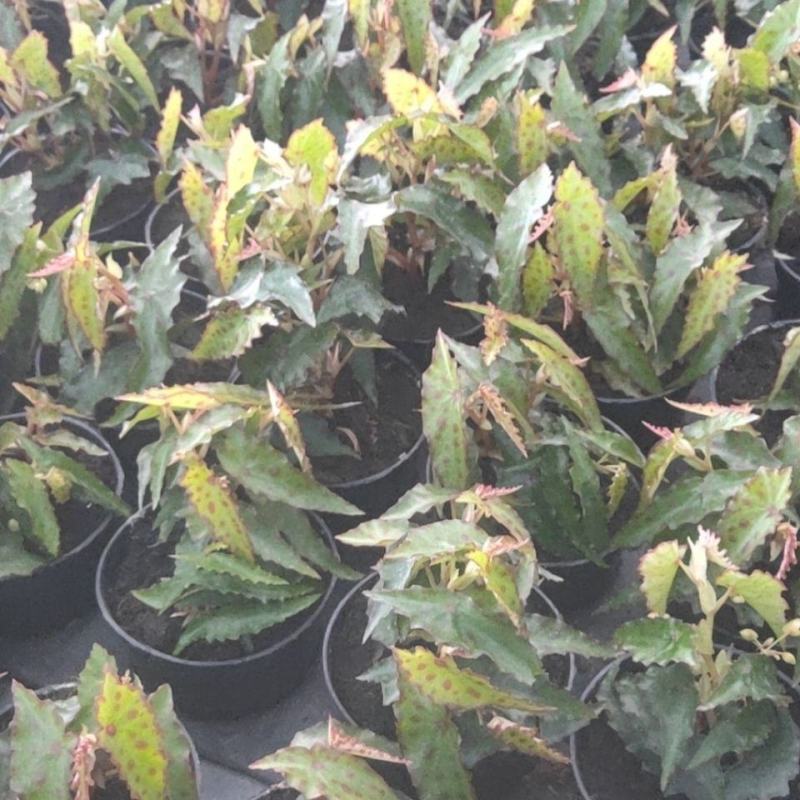 秋刀鱼秋海棠网红盆栽室内观叶植物办公室北欧风阳台花卉庭院