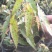 秋刀鱼秋海棠网红盆栽室内观叶植物办公室北欧风阳台花卉庭院