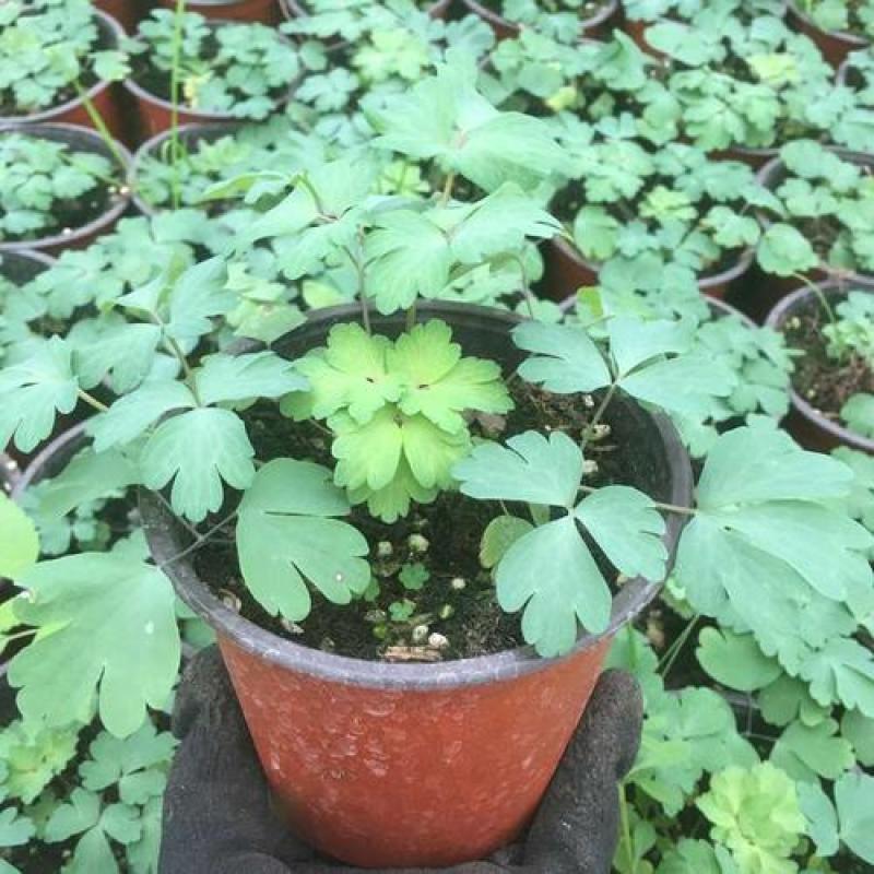 耧斗菜花苗盆栽苗双色重瓣多年生植物阳台庭院花卉