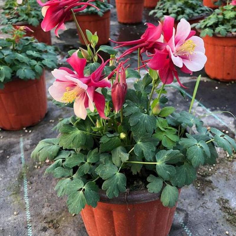 耧斗菜花苗盆栽苗双色重瓣多年生植物阳台庭院花卉