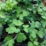 耧斗菜花苗盆栽苗双色重瓣多年生植物阳台庭院花卉
