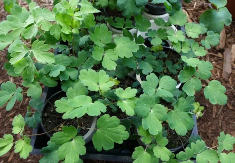 耧斗菜花苗盆栽苗双色重瓣多年生植物阳台庭院花卉