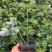 耧斗菜花苗盆栽苗双色重瓣多年生植物阳台庭院花卉