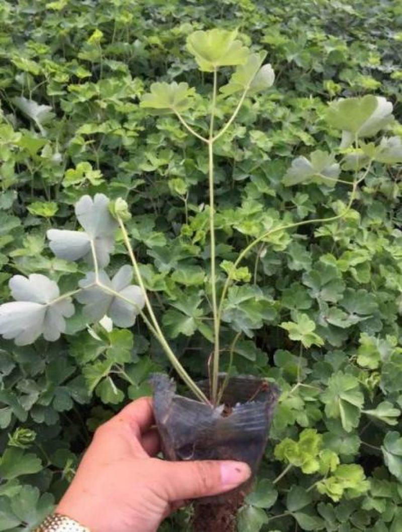 耧斗菜花苗盆栽苗双色重瓣多年生植物阳台庭院花卉