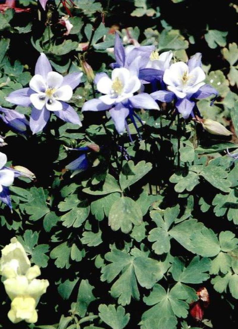 耧斗菜花苗盆栽苗双色重瓣多年生植物阳台庭院花卉