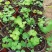 耧斗菜花苗盆栽苗双色重瓣多年生植物阳台庭院花卉