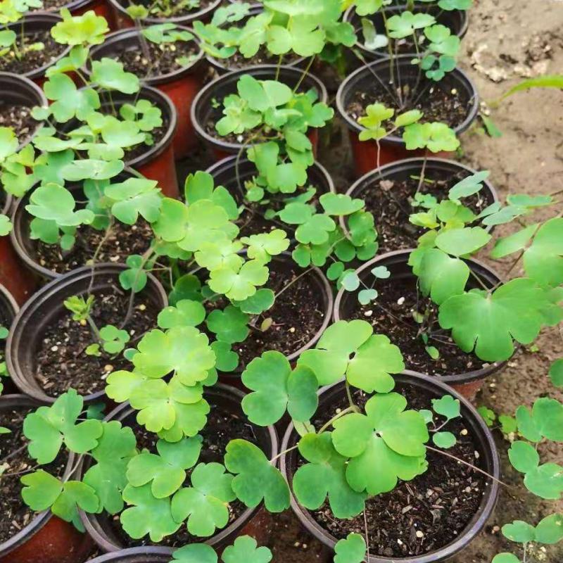 耧斗菜花苗盆栽苗双色重瓣多年生植物阳台庭院花卉