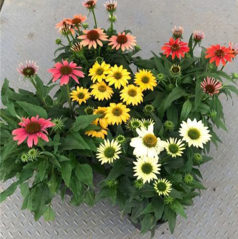 松果菊盆栽花卉室内阳台庭院盆栽花镜植物松果菊盆栽