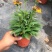 松果菊盆栽花卉室内阳台庭院盆栽花镜植物松果菊盆栽