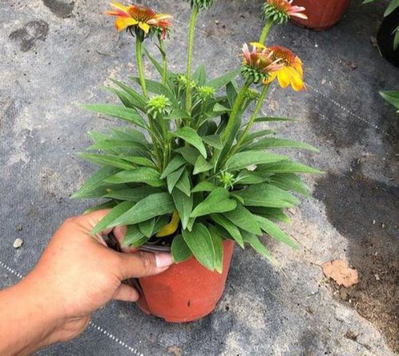 松果菊盆栽花卉室内阳台庭院盆栽花镜植物松果菊盆栽