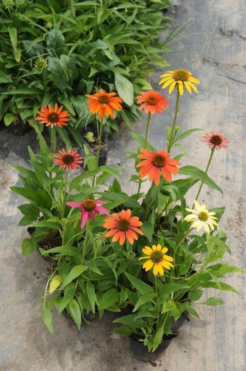 松果菊盆栽花卉室内阳台庭院盆栽花镜植物松果菊盆栽