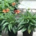 松果菊盆栽花卉室内阳台庭院盆栽花镜植物松果菊盆栽