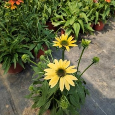 松果菊盆栽花卉室内阳台庭院盆栽花镜植物松果菊盆栽