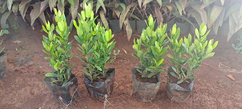 20万小叶龙船花上市
