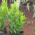 20万小叶龙船花上市