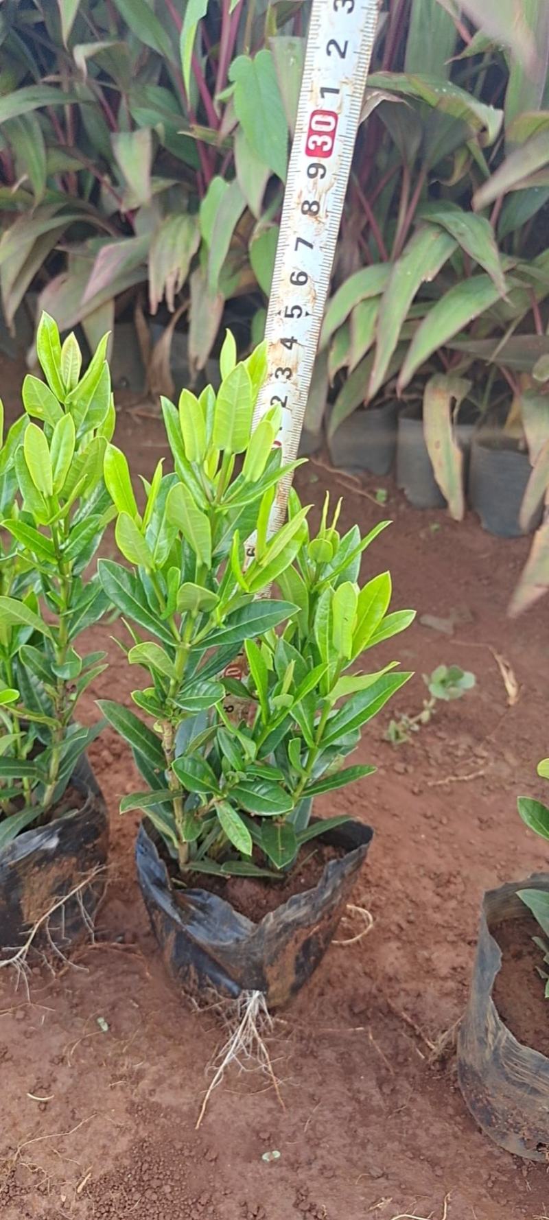 20万小叶龙船花上市