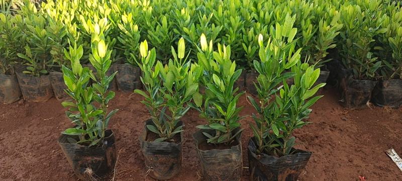 20万小叶龙船花上市
