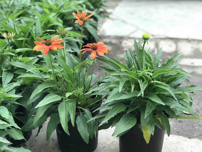 松果菊盆栽花卉室内阳台庭院盆栽花镜植物松果菊盆栽