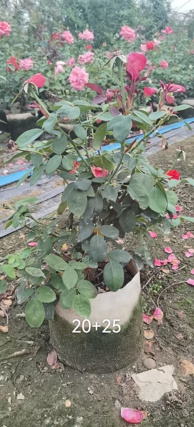 月季